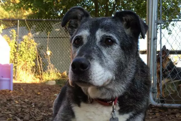 Petfinder.com via Old Dog New Digs