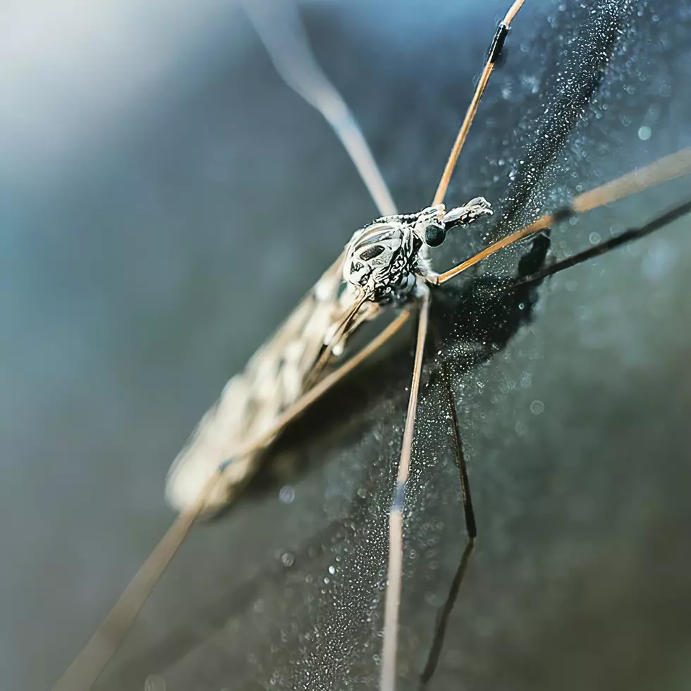 What’s This Big Bug That Looks Like A Giant Mosquito, but Isn’t?