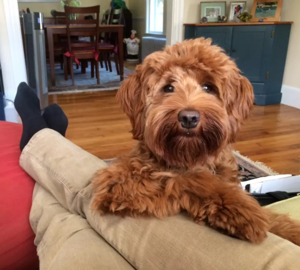 My Dog Casco Can’t Be The Only Dog That Does This Annoying Thing!