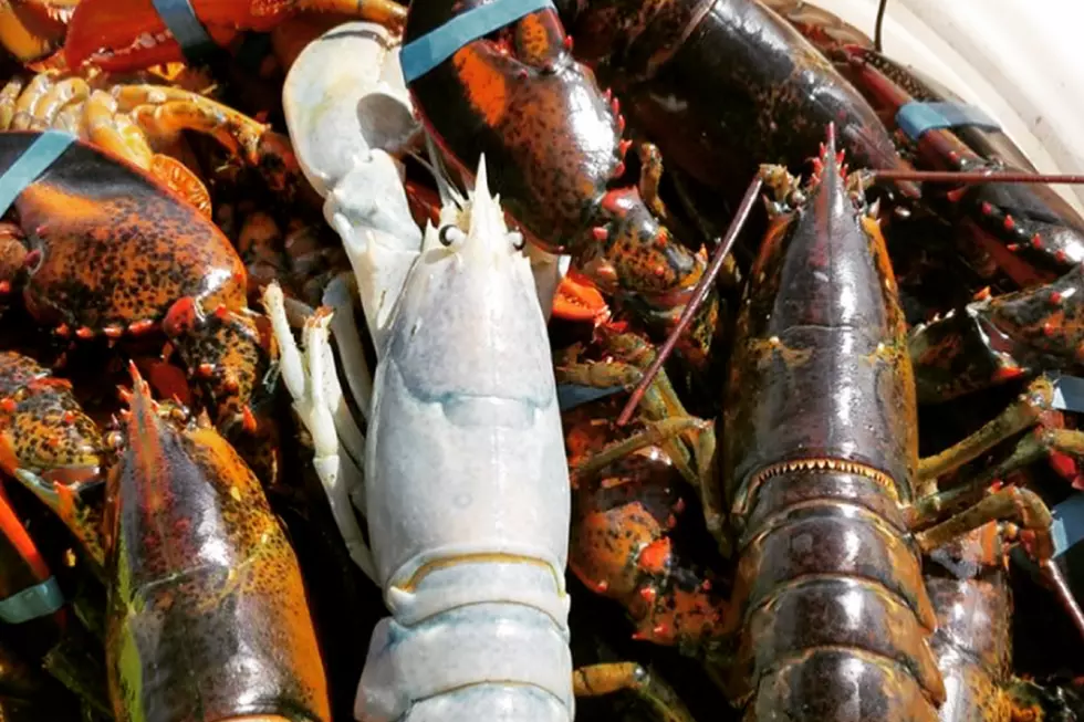 Strange White Translucent Lobster Surfaces Again in Maine Fisherman’s Trap