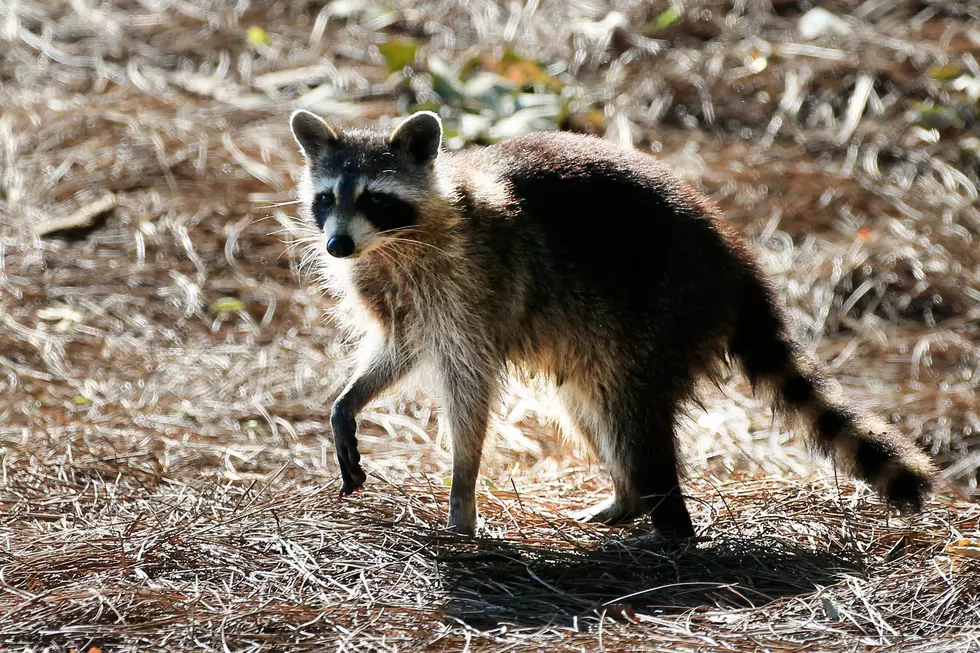 Maine Will Drop Rabies Vaccine Pellets From Planes Into Woods
