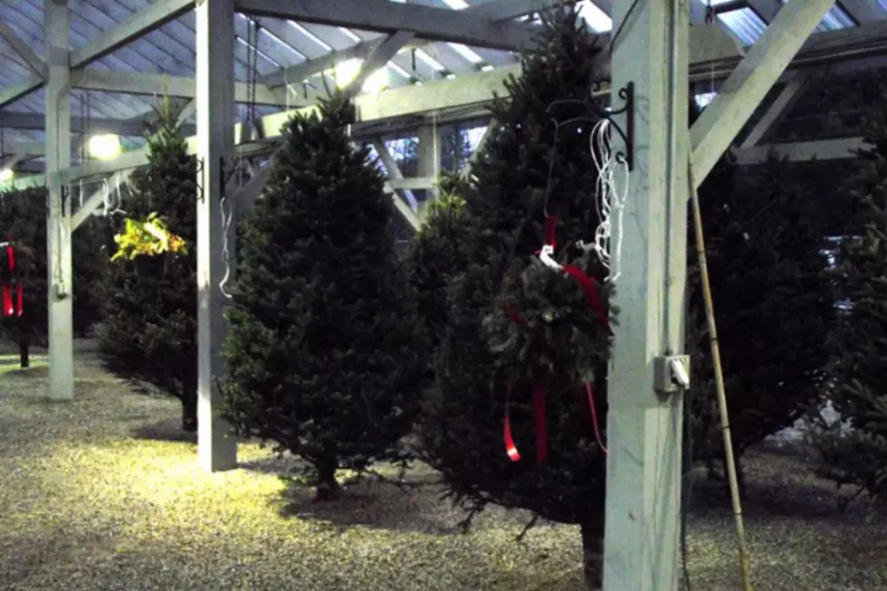 Win a Beautiful Christmas Tree from O’Donal’s Nursery
