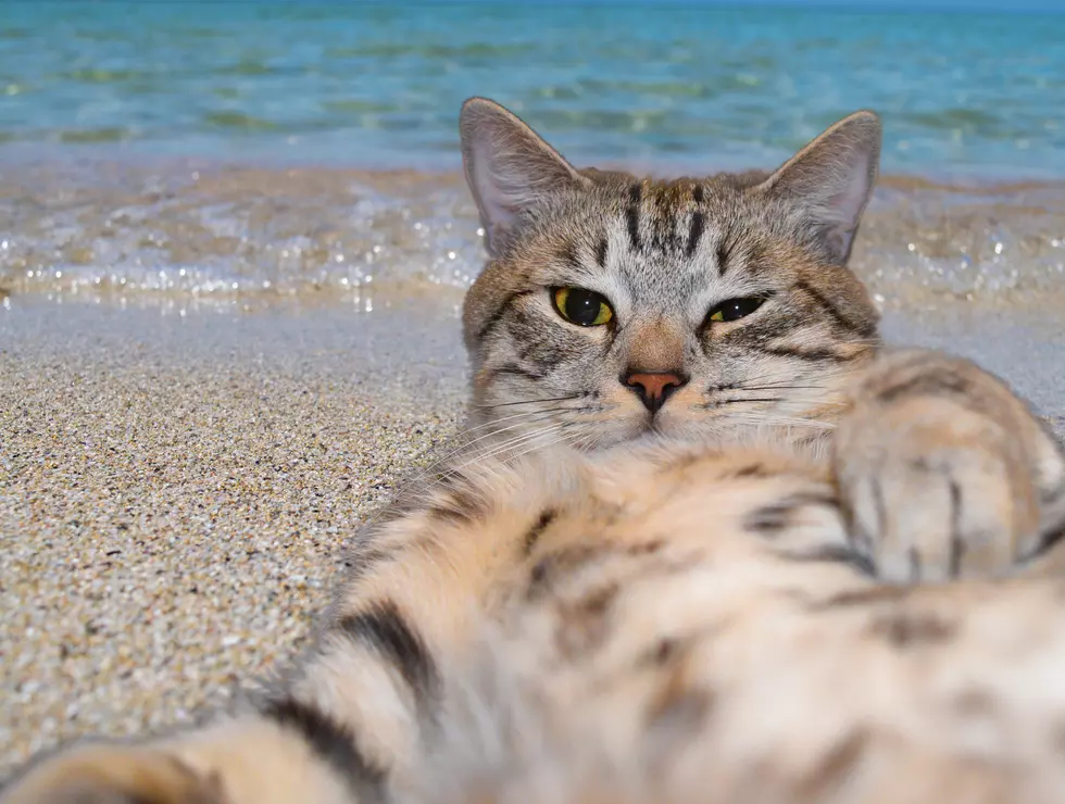 Viral Cat Video Festival Coming to Portland, Maine