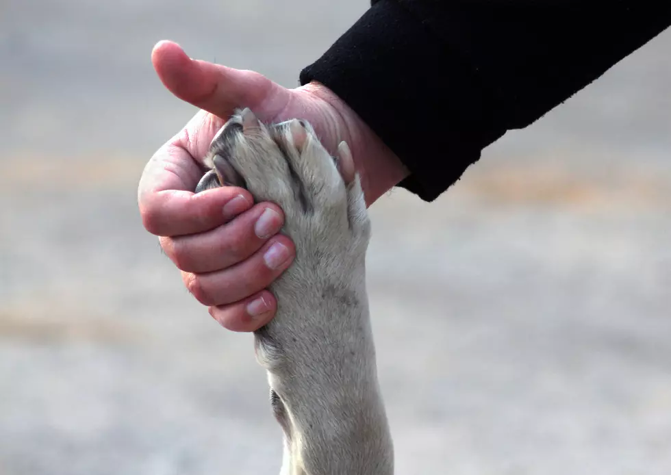 Pets Saved From Hurricane Ida Will Be Up For Adoption in Maine