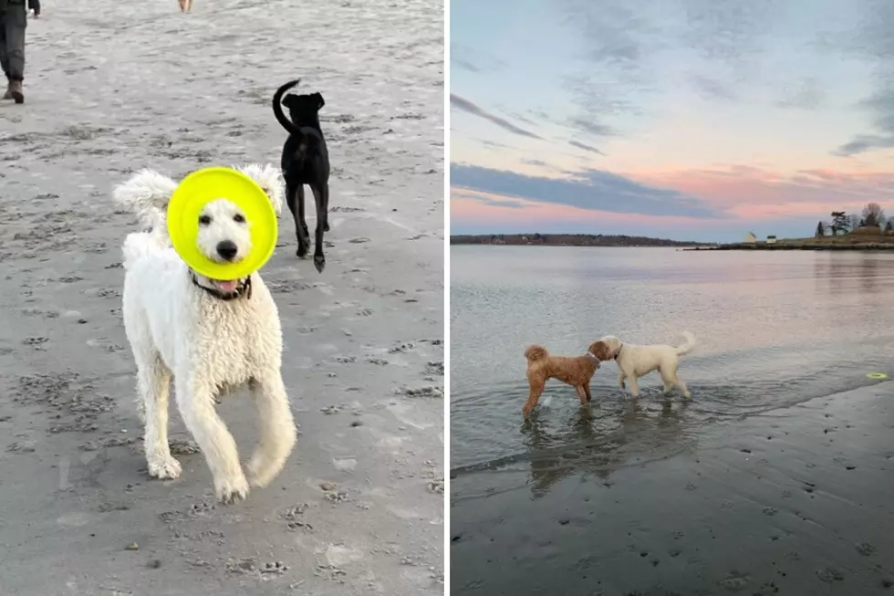 Are You Allowed to Take Your Dog on the Beach This Summer in Maine?