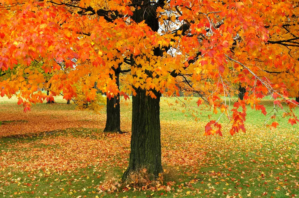 The Reason Fall Foliage in New England is Late to Appear This Year
