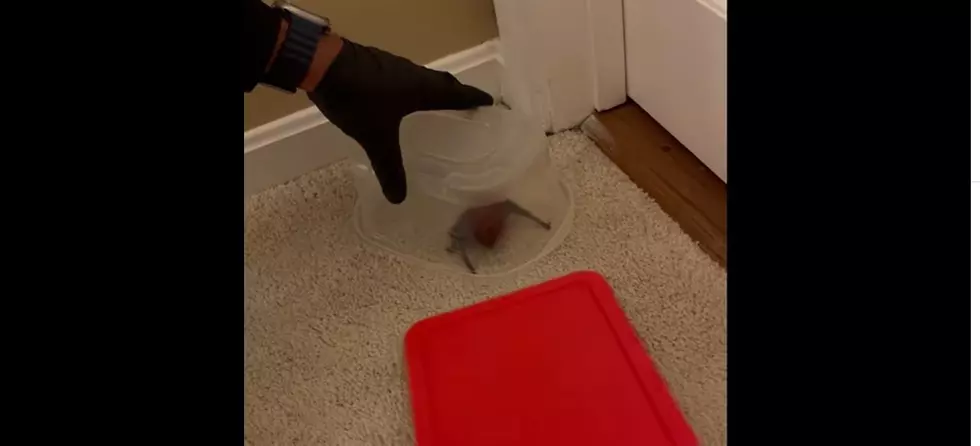 Watch: Police in Massachusetts Save the Day by Removing Bat From Home