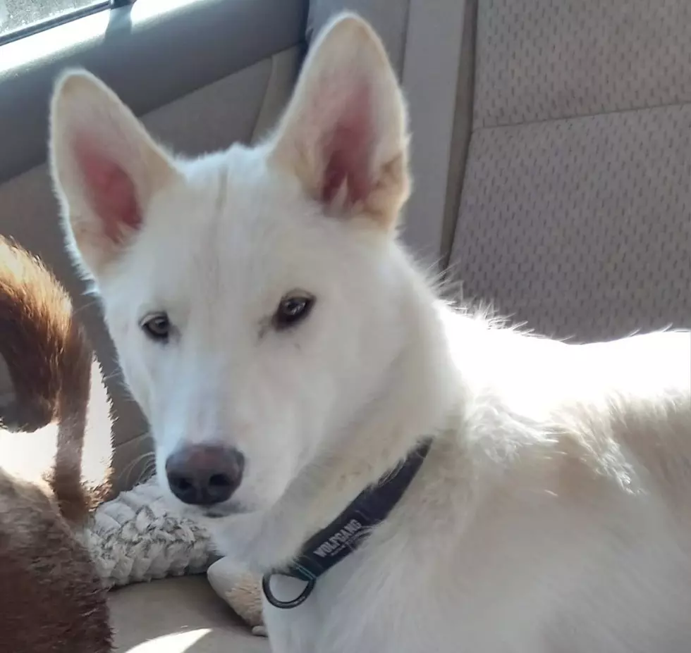 All of Greene, Maine, Mourning the Loss of Ghost the Dog