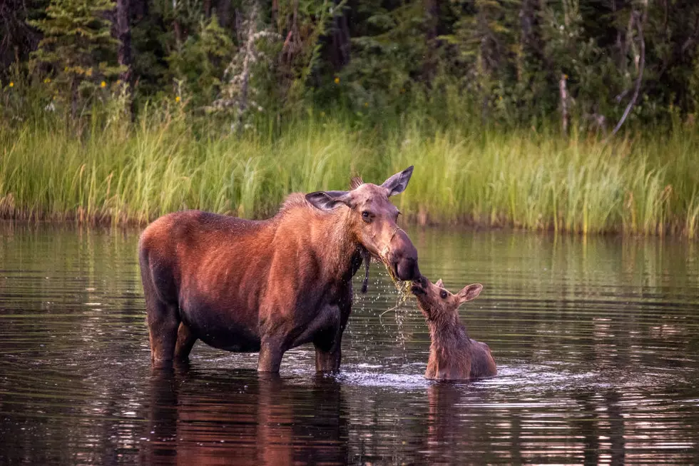 Here’s the Probability of Actually Spotting a Moose in Maine