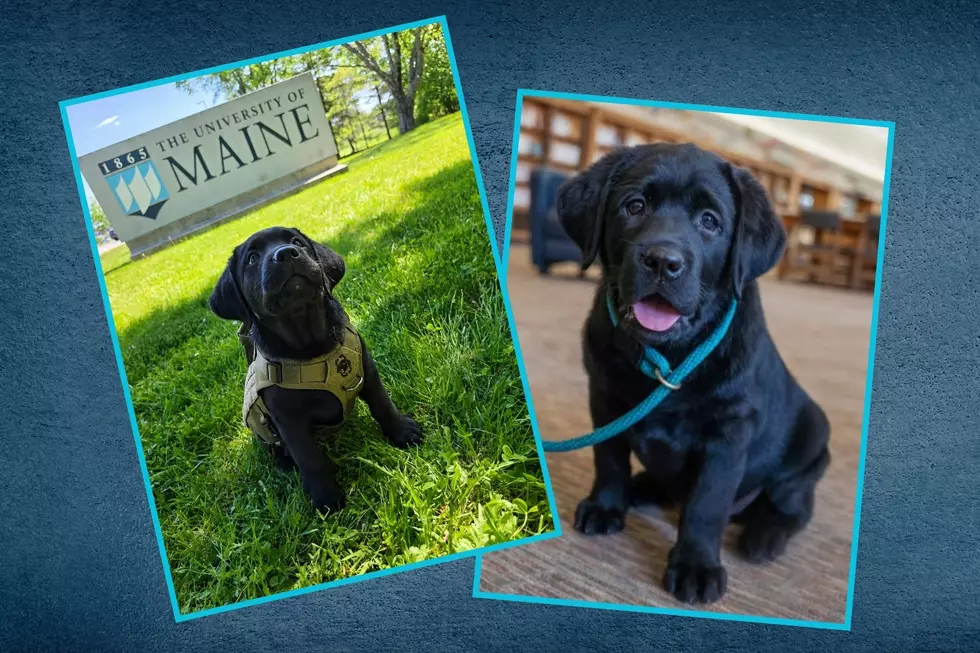 Meet Bear, the Adorable New Comfort K-9 Joining the University of Maine Police Department