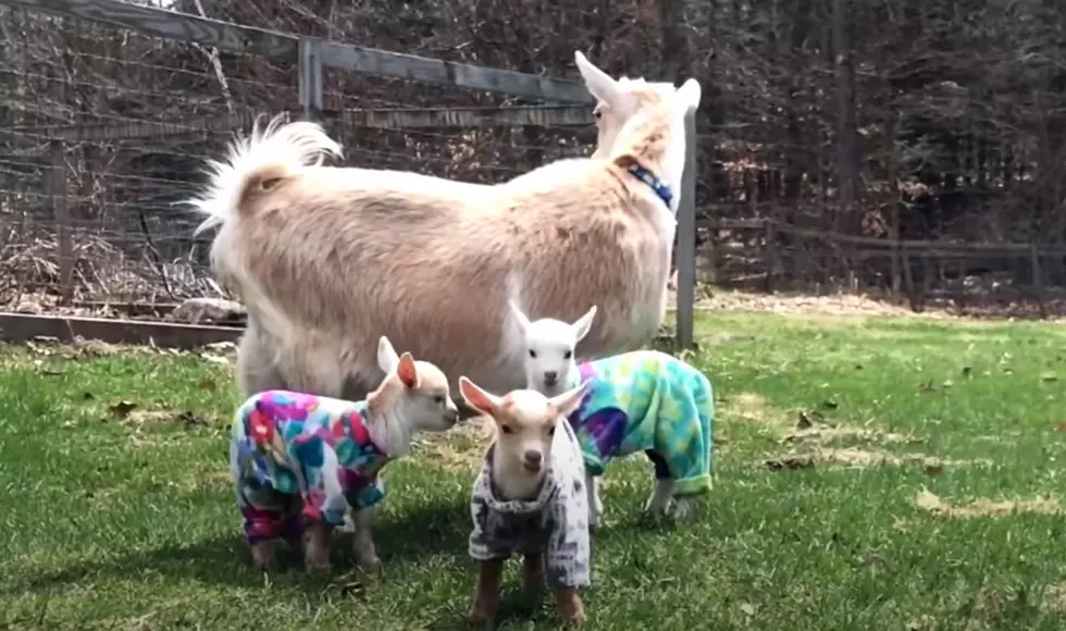 Holiday Bliss: Take the Kids to See Santa and Play With Adorable Goats at This Maine Farm