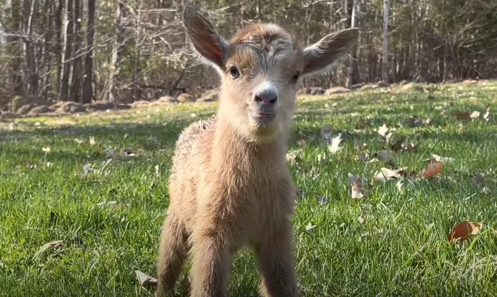 Newborn Baby Goats From Cumberland, Maine Will Melt Your Heart