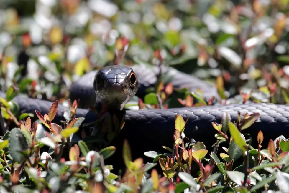 Big Black Snakes in Maine Are Endangered – Here’s One Easy Way To Help